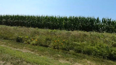 Image of cornfield alongside a road.