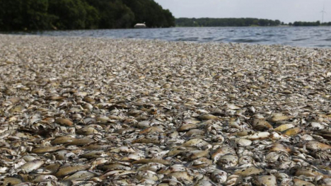 Image of several dead fish in a lake.