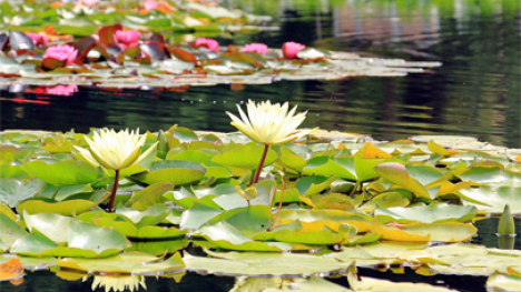 A floating wetland with flowers and lilypads.