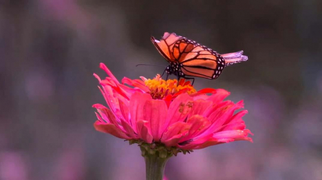 Image of a monarch butterfly on a pink flower.