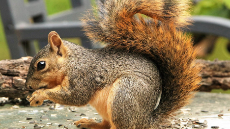 Image of fox squirrel.