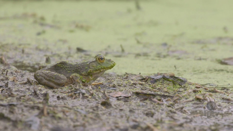 Image of a frog on a pond shore.