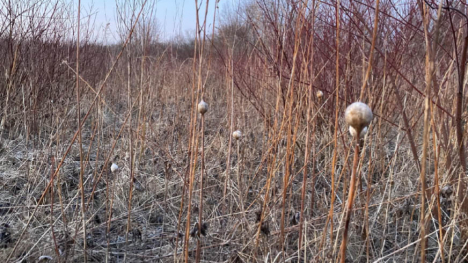 Image of white growths on goldenrod plants.