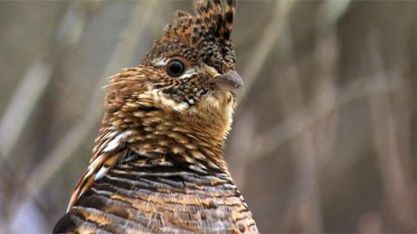 Image of a grouse.