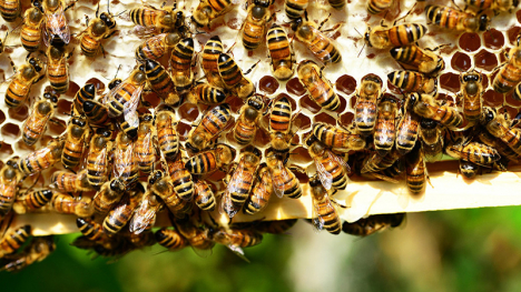 Image of several bees on their colony.