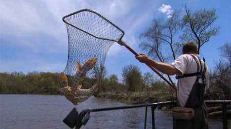 Image of man with sturgeon in fishing net.