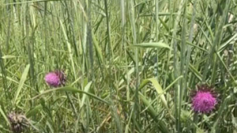 Milk Thistle