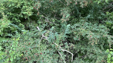 Invasive Exotic Bush Honeysuckles