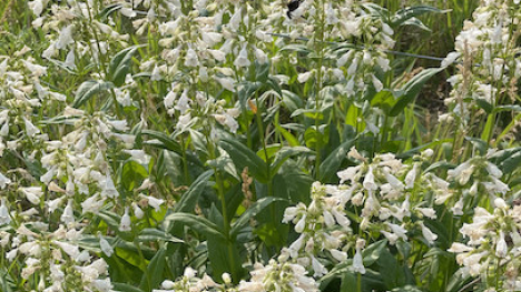 Foxglove plant