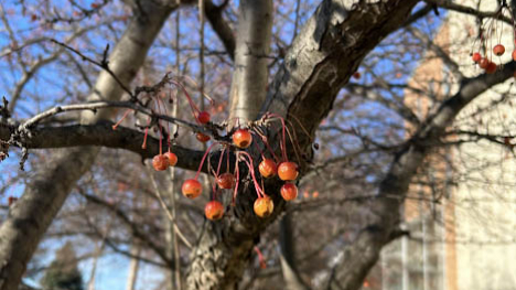 Crab apple tree fruits