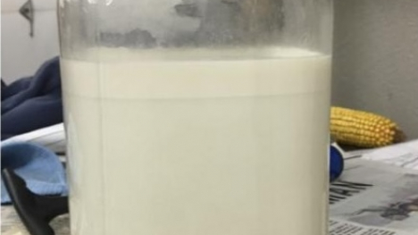 raw milk in a jar showing the seperation of fat