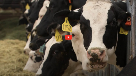 cattle in a cattle yard with ear tags