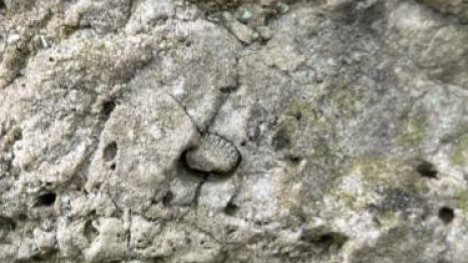 limestone outcroppings showing ocean fossils