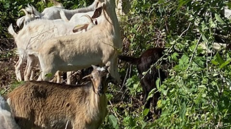 goats eating invasive plants