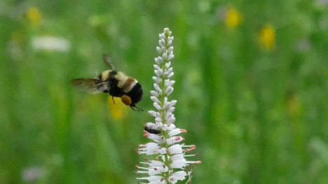Rusty patch bumble bee on a flower