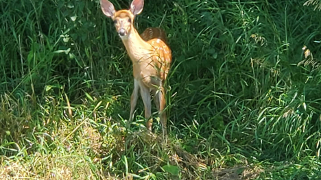 Hiding fawn