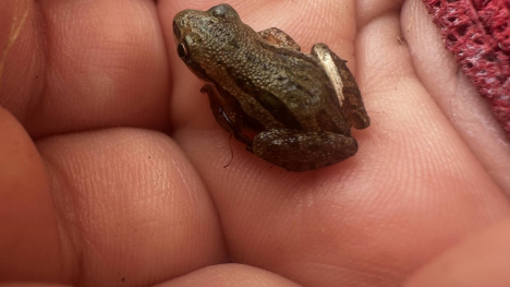 Chorus frog held in the palm of a hand