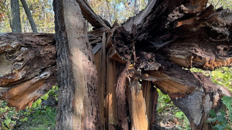 Tree damaged from strong tornado winds