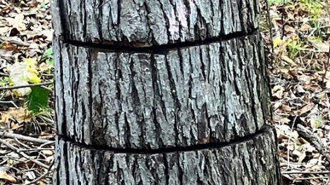 Two cuts into the bark of a tree