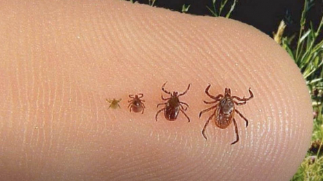 finger with four deer ticks each of various sizes