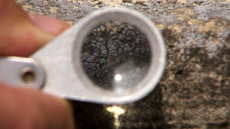 Image of person examining lichen with magnifying glass.
