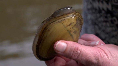 Image of mussel held in hand.