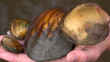 Image of several mussels being held in a hand.