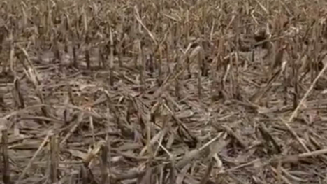 Image of field with broken corn stalks after harvest.