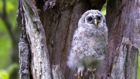 Image of an owl in a tree.