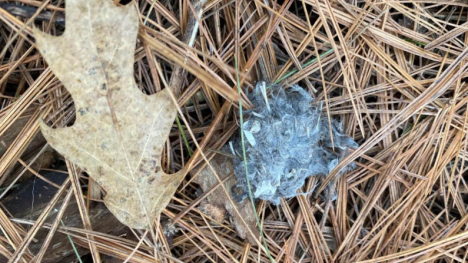 Image of owl pellet next to a leaf.