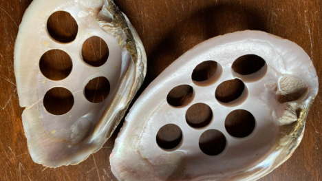 Image of shells with holes punched in them.