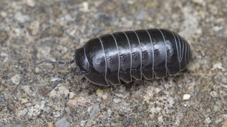 Image of a pillbug.