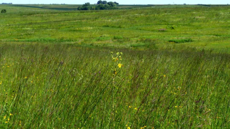 Image of a prairie.
