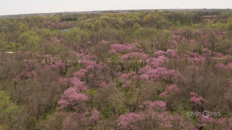 Aerial image of redbud trees in bloom.