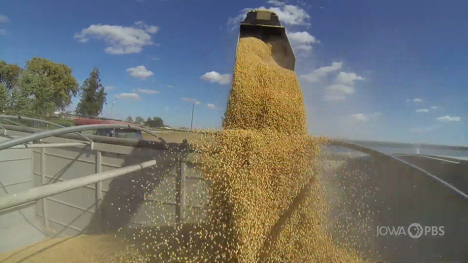 Image of a combine tractor offloading soybeans.