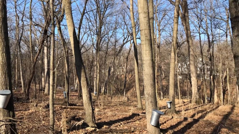 Image of maple trees with sap collection pails.