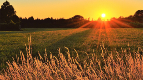 A sunrise over a line of trees and a grassy meadow.