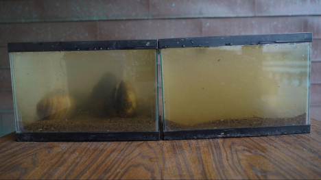 Image two fish tanks with murky water.