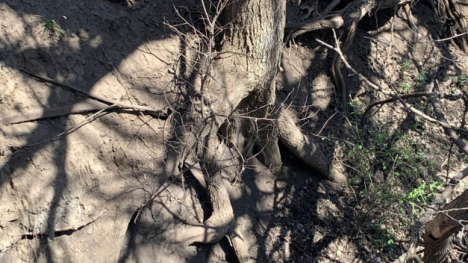 Image of exposed tree roots.