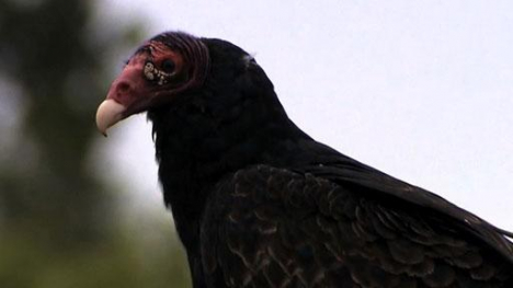 Image of a turkey vulture.