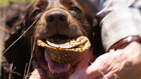 Image of a dog with a turtle in its mouth.