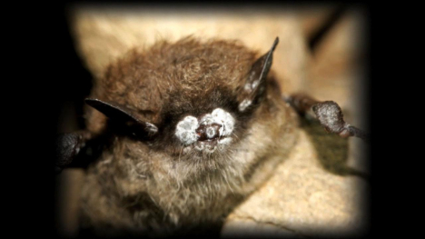 Image of bat with white nose syndrome.