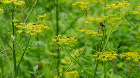 Image of wild parsnip.