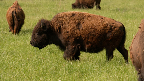 An American Buffalo in a grass prairie.