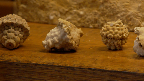 Crinoids. An acorn-like shell with a tan top and a bumpy, cottage cheese-like white underside.