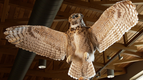 A barn owl spreading its wings.