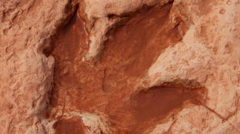 dinosaur fossil footprint