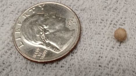 sieve bead nest to a quarter to show scale 
