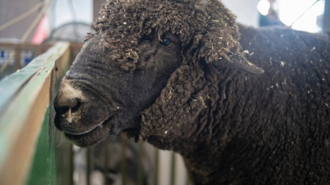 Judah the Big Ram at the 2025 Iowa State Fair