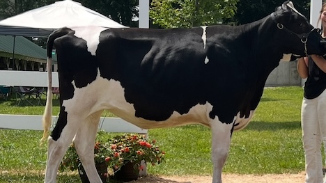 Black and white cow being shown